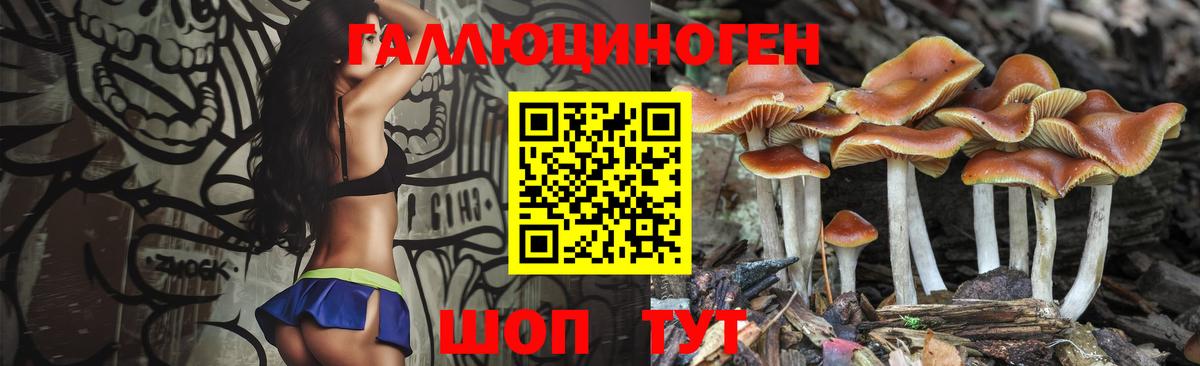 Баксан  Галлюциногенные грибы Psilocybine cubensis  Вход с VPN 